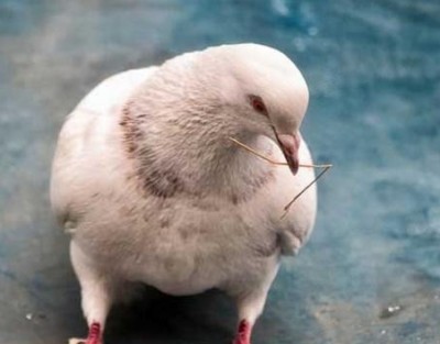 Et güvercin endüstrisi yeni özel tavuk endüstrisinden biridir