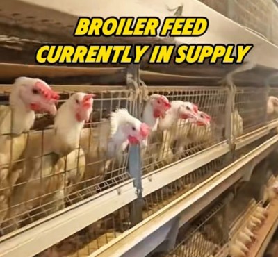 Şu anda tedarikte olan broiler